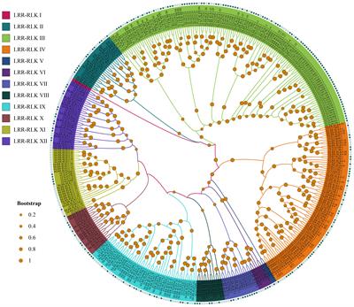 Comprehensive analysis of sesame LRR-RLKs: structure, evolution and dynamic expression profiles under Macrophomina phaseolina stress